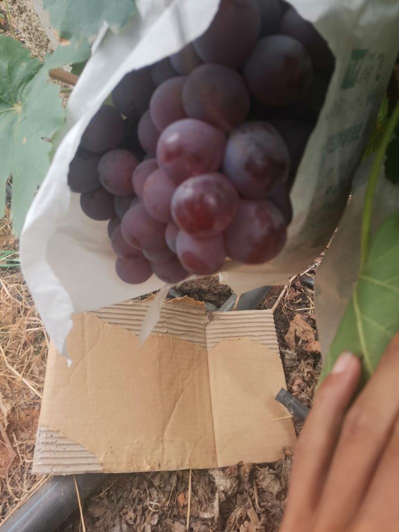 红提
