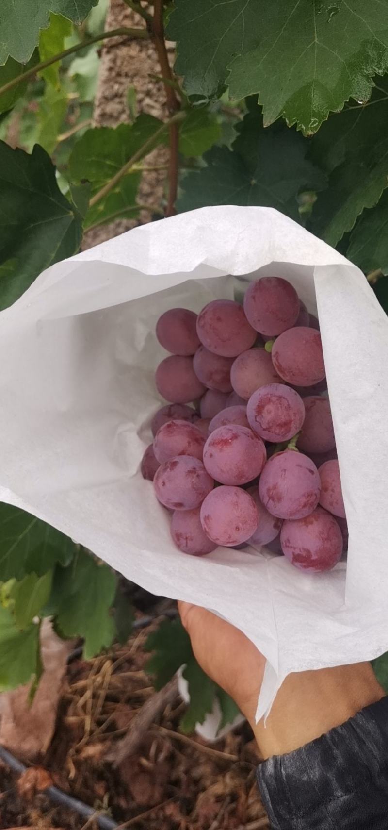 红提