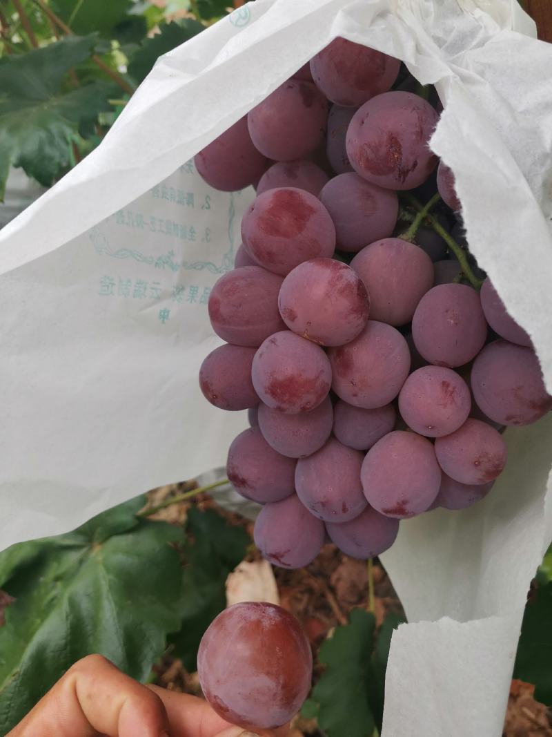 红提