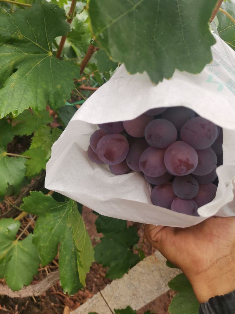 红提