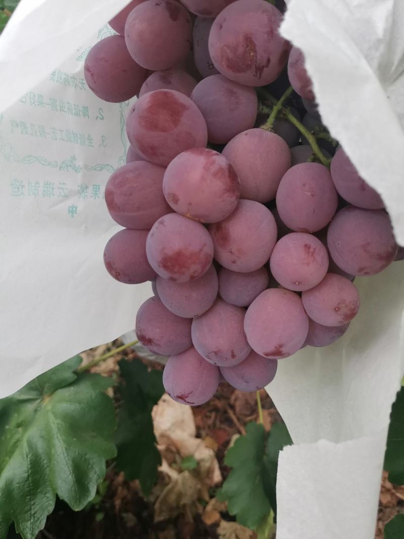 红提