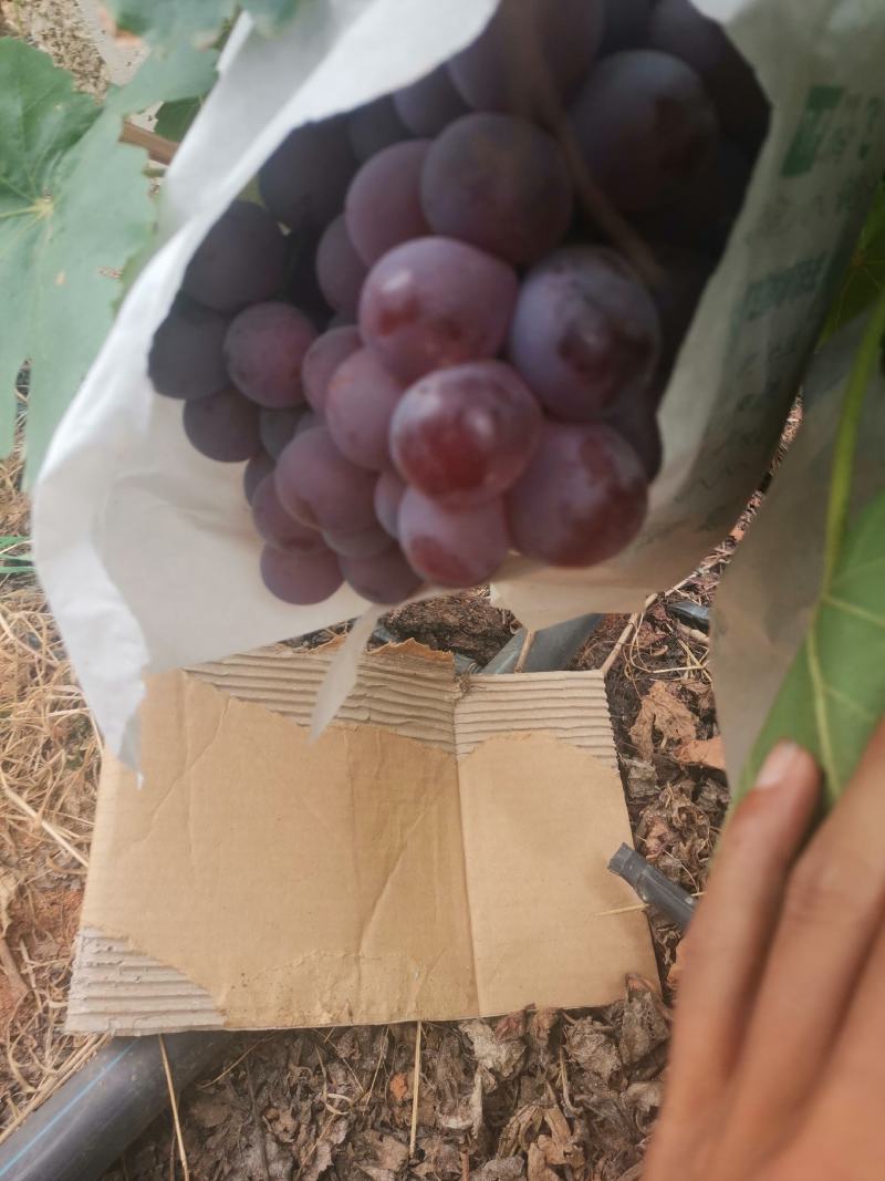 红提