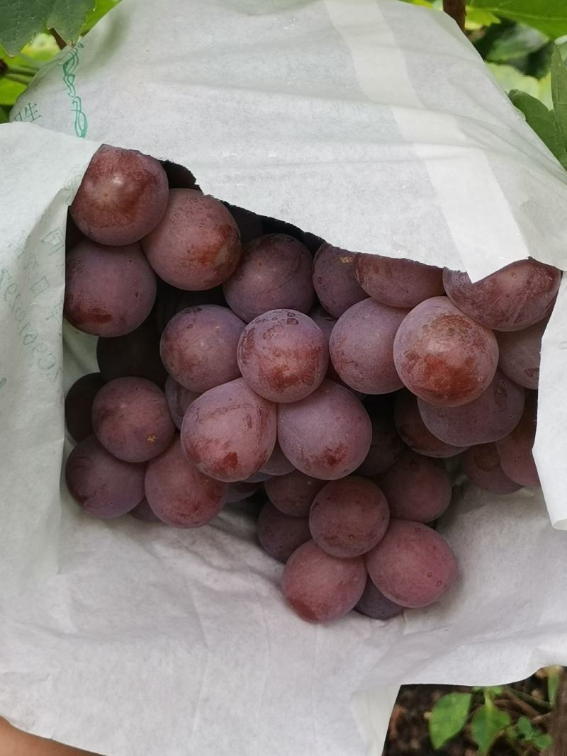 红提