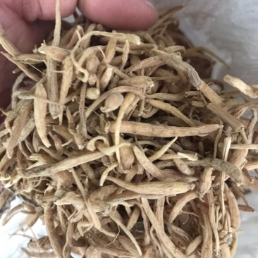 山东临沂太子参经销，干货，种子，种苗购销