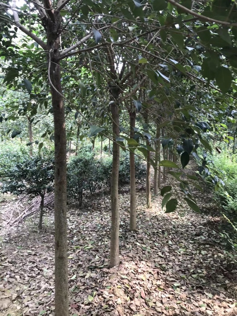 山东临沂太子参经销，干货，种子，种苗购销