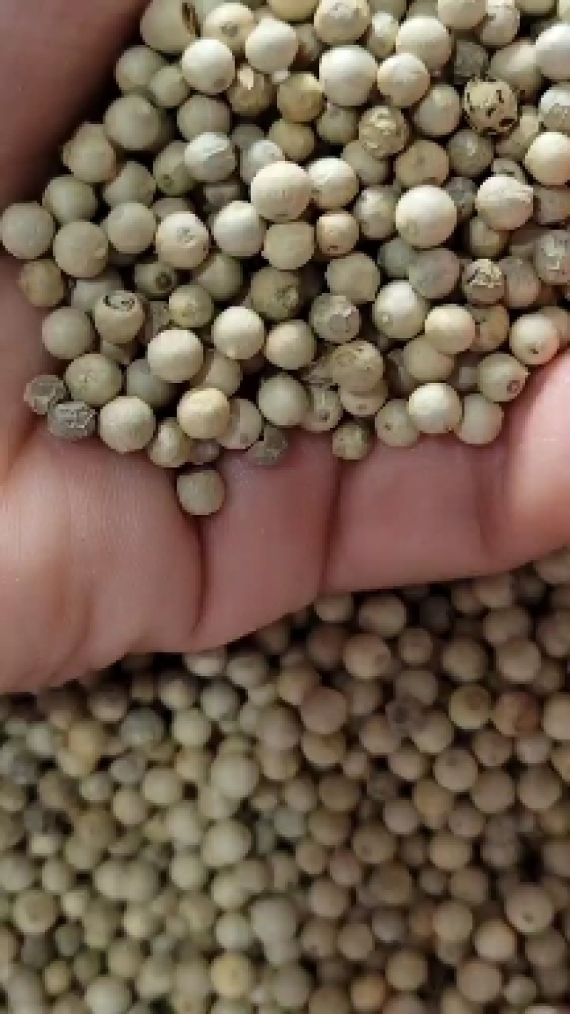 白胡椒（胡椒）粒特白水洗，产地一首货源。基地直供