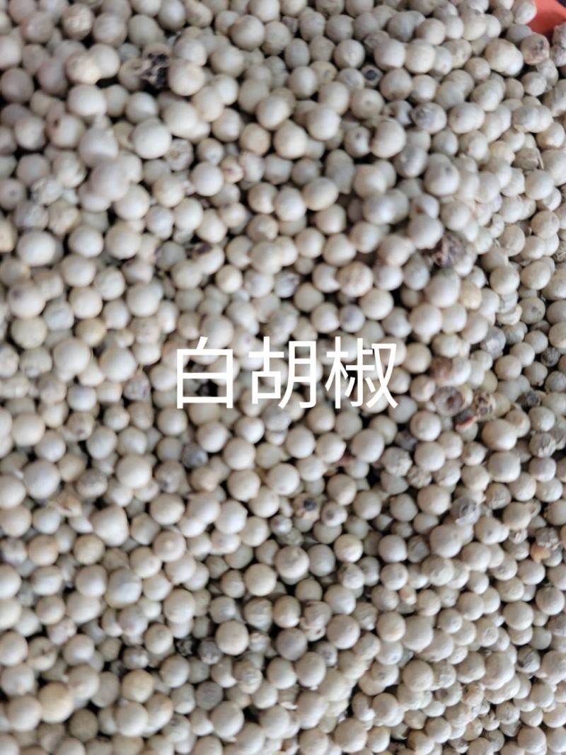 白胡椒（胡椒）粒特白水洗，产地一首货源。基地直供