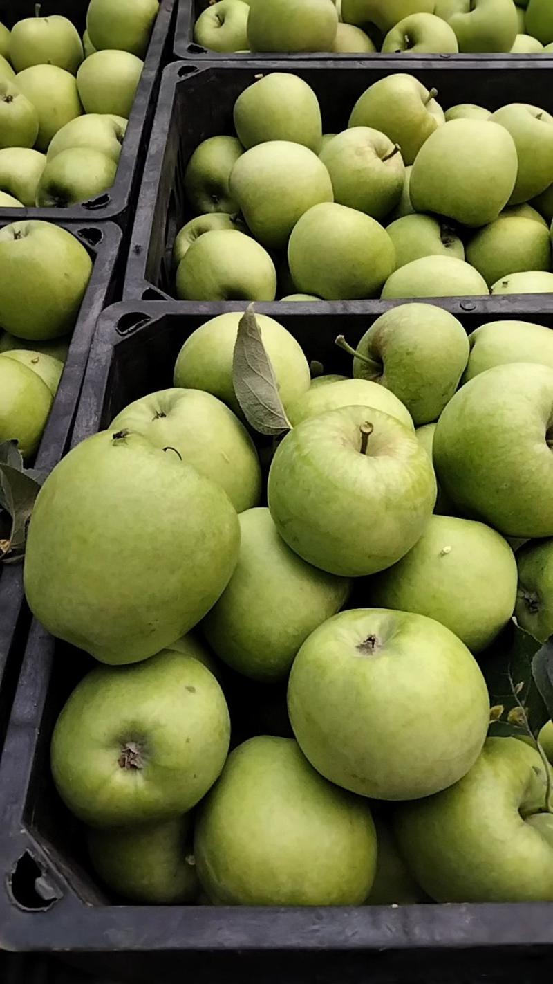 优质美八苹果，，规格大，口感脆甜，树上现摘，全国发货