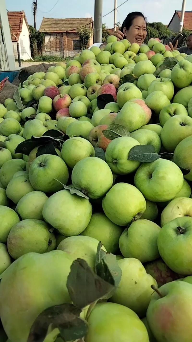优质美八苹果，，规格大，口感脆甜，树上现摘，全国发货