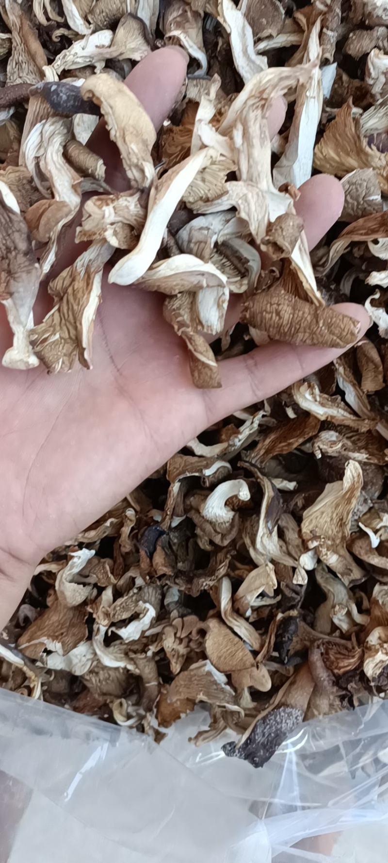 【实力推荐】干平菇大量供应自然烘干商超品质一手货源