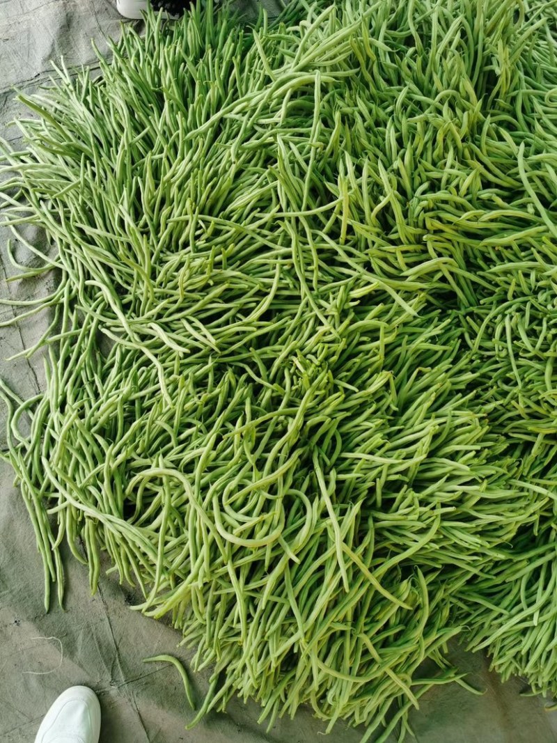 壶关旱地豆王大量上市