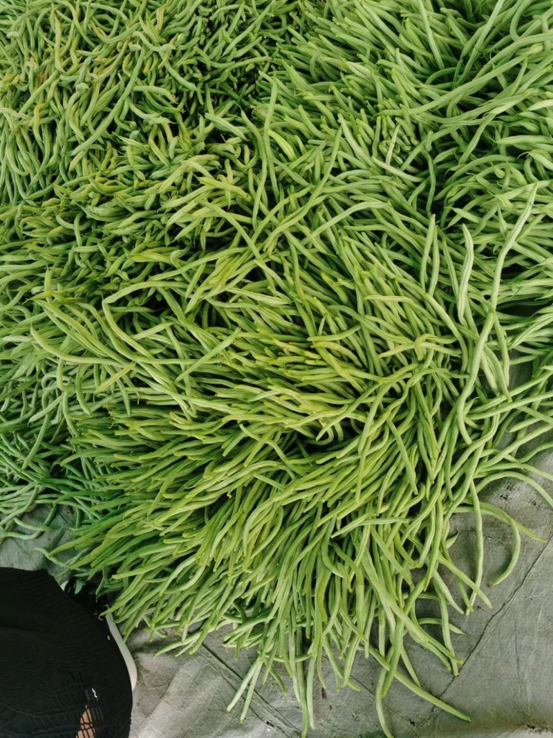 壶关旱地豆王大量上市