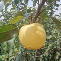 苹果
