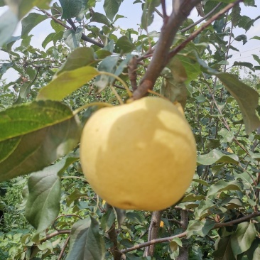 苹果
