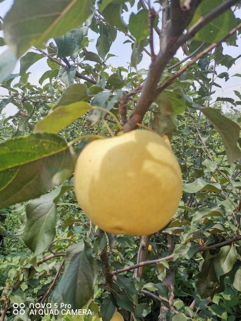 苹果