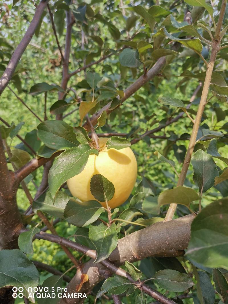 苹果