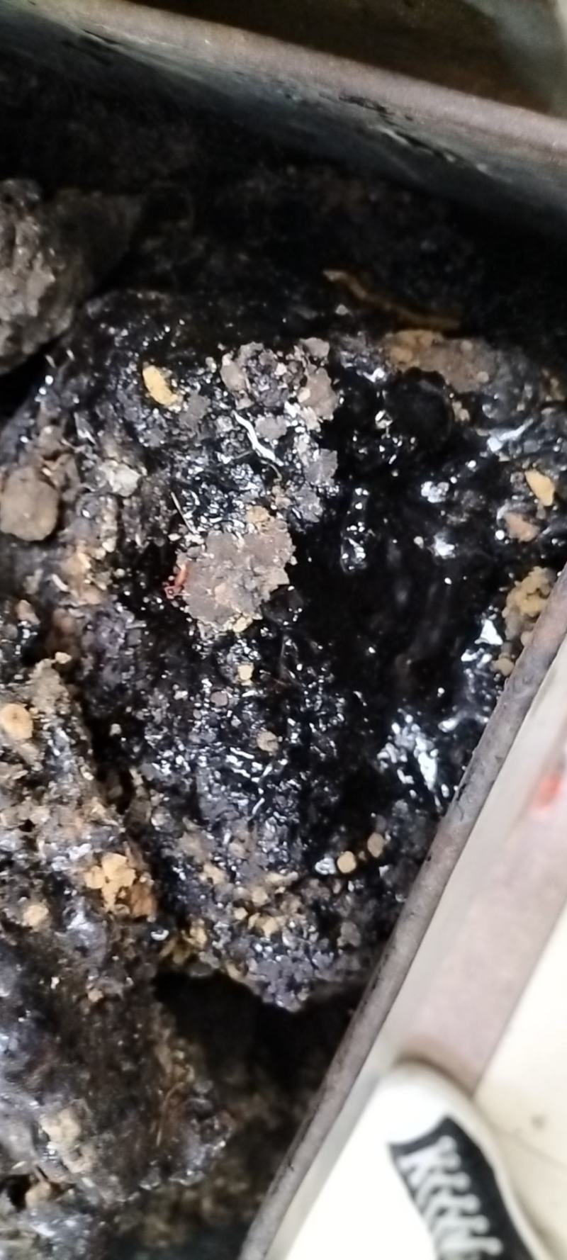 产地直销野生药材猴结血灵脂猴竭猴結