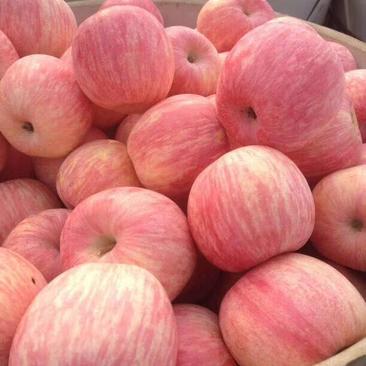 《推荐》精品红富士苹果口感脆甜一手货源全国发货