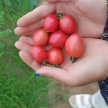 圣女果贝贝千禧粉喜