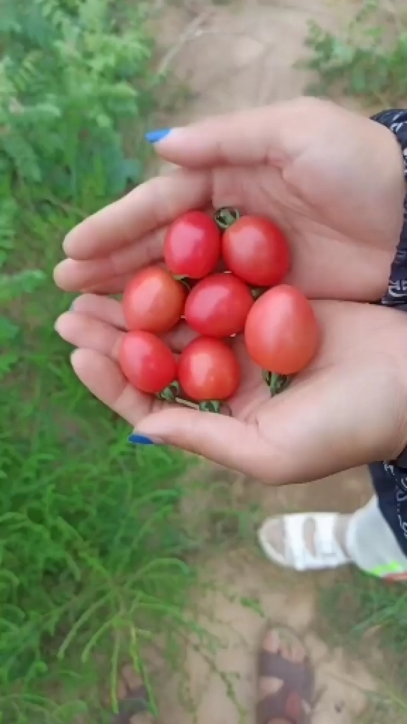 圣女果贝贝千禧粉喜