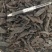 肉苁蓉【正宗阿拉善肉苁蓉】高含量，大货供应，量大从优