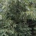 大麻果可以预定