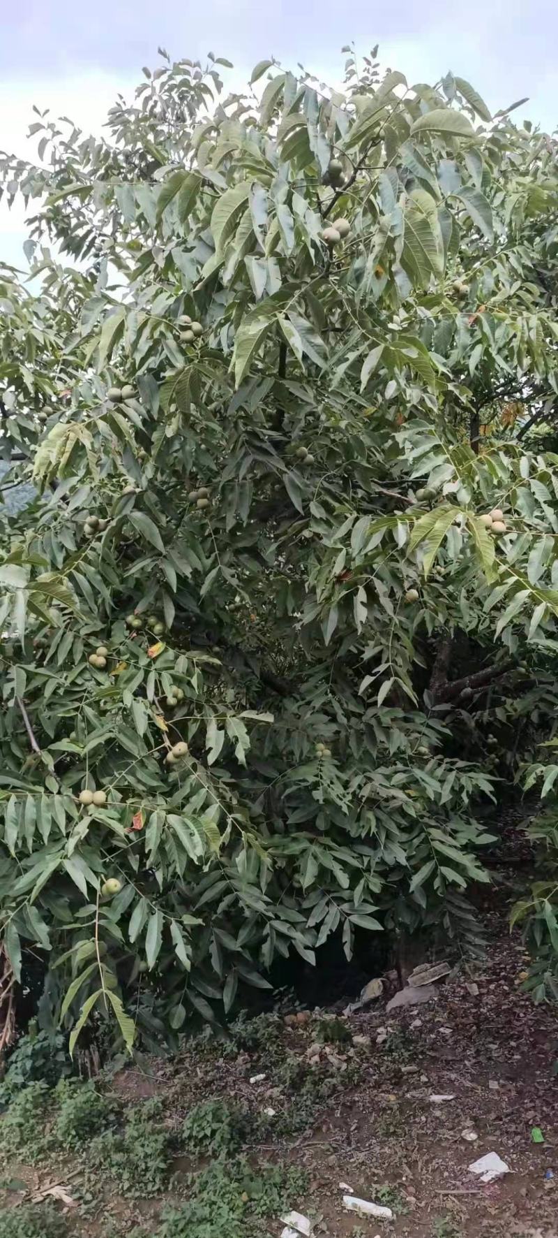 大麻果可以预定