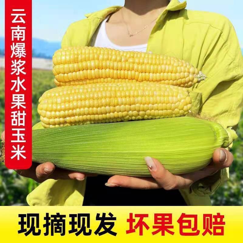 云南水果玉米电商平台一件代发，打冷保鲜膜包装量大从优