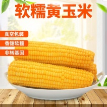 档口市场经销抖音黄玉米真空甜糯社区团购批发