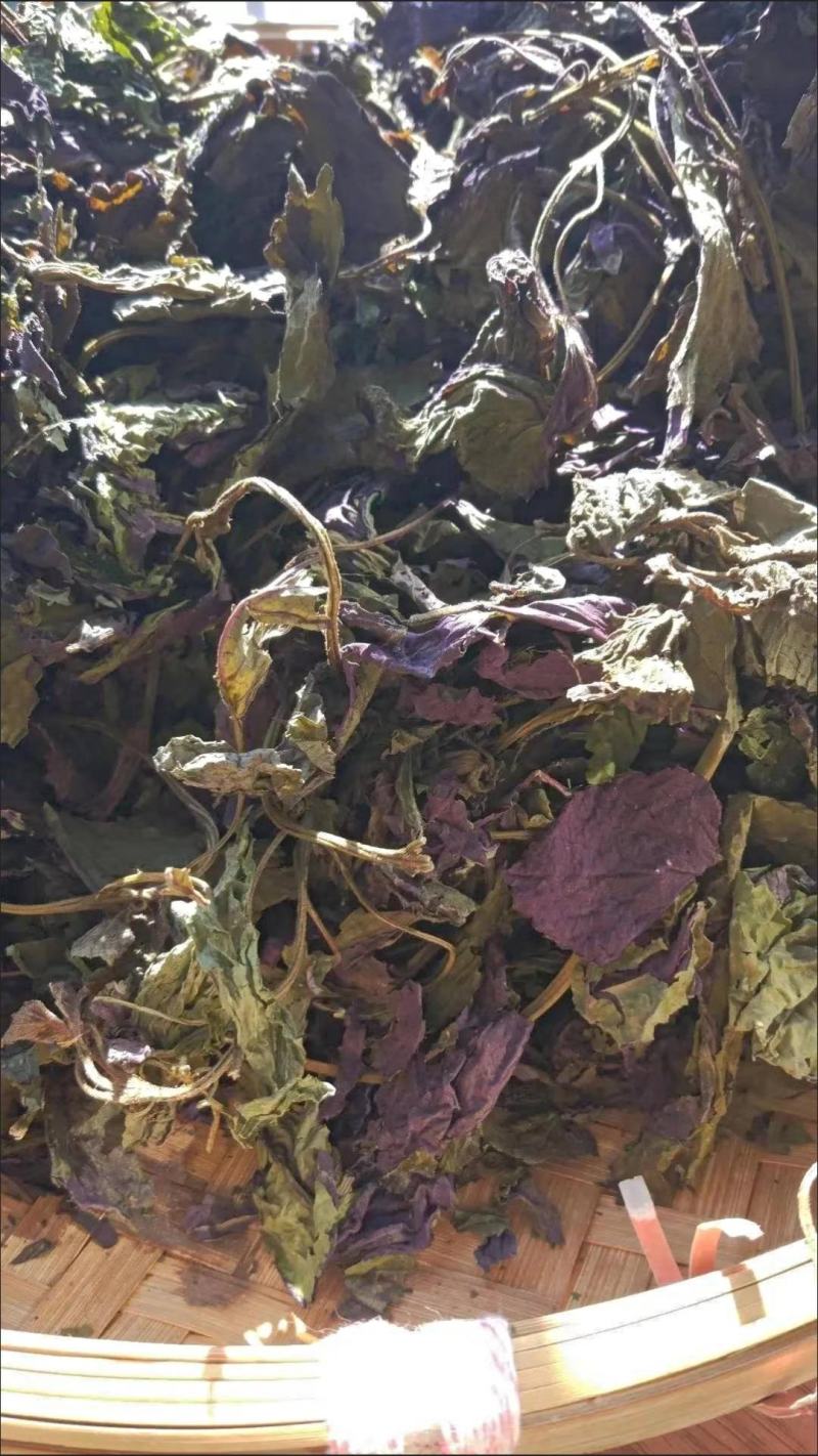 紫苏叶紫苏叶干苏子叶中药材无梗香料鲜干苏叶