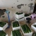 黄瓜，青刺黄瓜，条型伸展，清脆爽口，消暑佳品