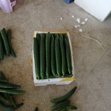 黄瓜，青刺黄瓜，条型伸展，清脆爽口，消暑佳品