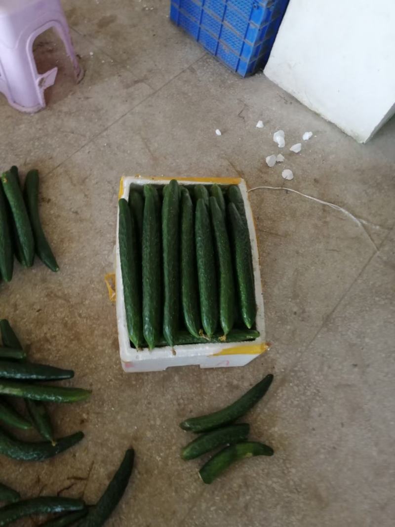 黄瓜，青刺黄瓜，条型伸展，清脆爽口，消暑佳品