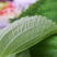 苏子叶新鲜蔬菜紫苏叶当季叶菜绿色农家现摘韩国烤肉包肉饭蘸