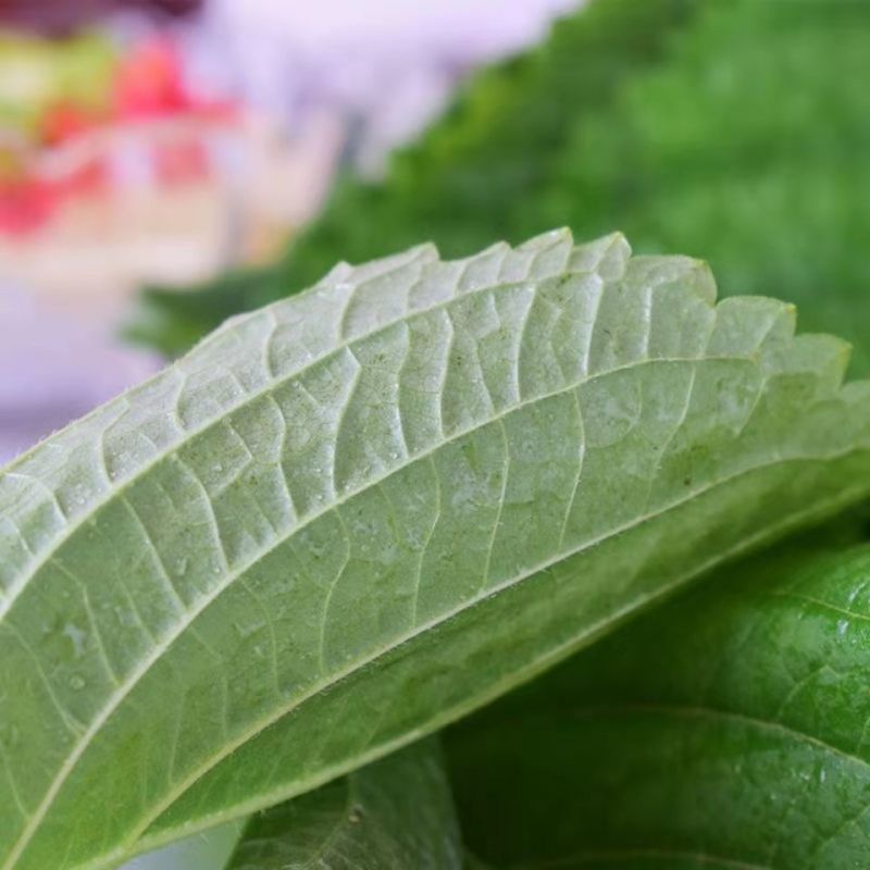 苏子叶新鲜蔬菜紫苏叶当季叶菜绿色农家现摘韩国烤肉包肉饭蘸