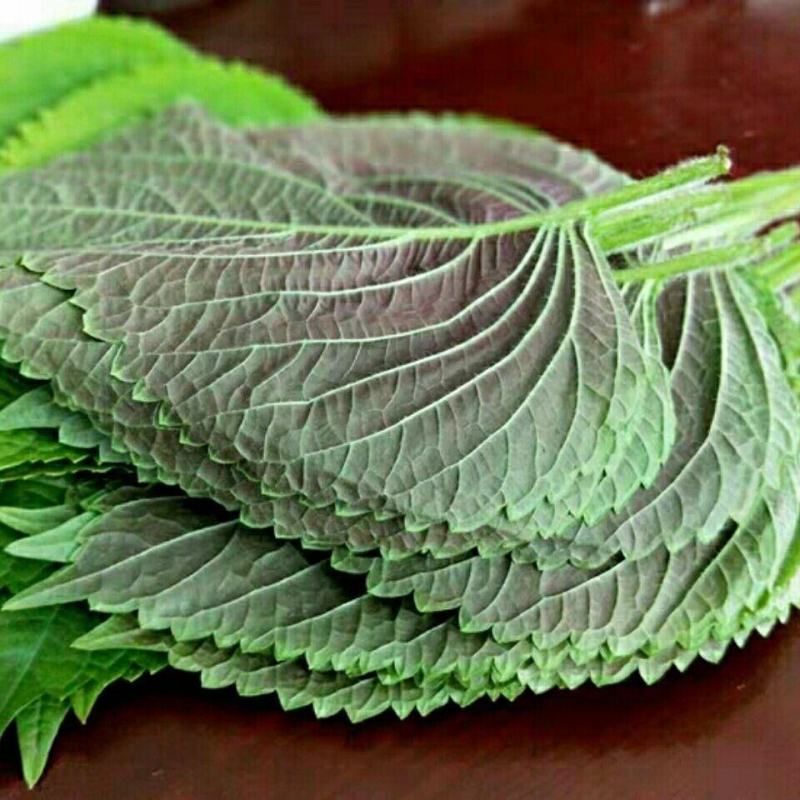苏子叶新鲜蔬菜紫苏叶当季叶菜绿色农家现摘韩国烤肉包肉饭蘸
