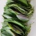 苏子叶新鲜蔬菜紫苏叶当季叶菜绿色农家现摘韩国烤肉包肉饭蘸