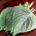 苏子叶新鲜蔬菜紫苏叶当季叶菜绿色农家现摘韩国烤肉包肉饭蘸