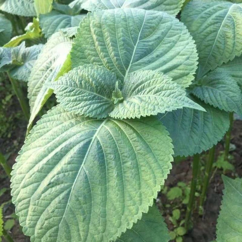苏子叶新鲜蔬菜紫苏叶当季叶菜绿色农家现摘韩国烤肉包肉饭蘸