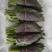 苏子叶新鲜蔬菜紫苏叶当季叶菜绿色农家现摘韩国烤肉包肉饭蘸