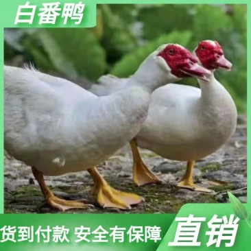 白番鸭苗鸭苗番鸭苗企业店铺认证安全有保障