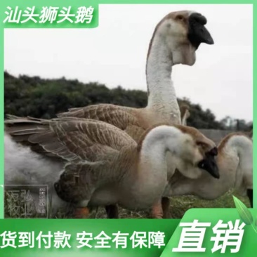 狮头鹅苗汕头狮头鹅苗企业店铺认证安全有保障