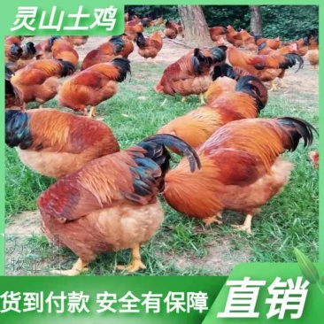 土鸡苗灵山土鸡苗鸡苗企业店铺认证放心苗安全