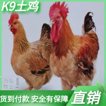 K9鸡苗901鸡苗肉鸡苗厂家直销企业店铺认证安全苗