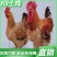 K9鸡苗901鸡苗肉鸡苗厂家直销企业店铺认证安全苗