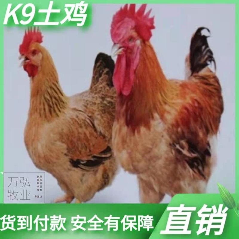 K9鸡苗901鸡苗肉鸡苗厂家直销企业店铺认证安全苗