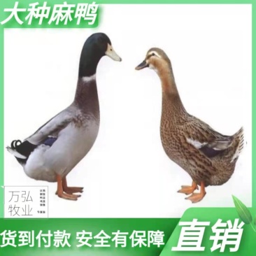 大种麻鸭苗鸭苗麻鸭苗郊区鸭苗企业店铺认证放心苗