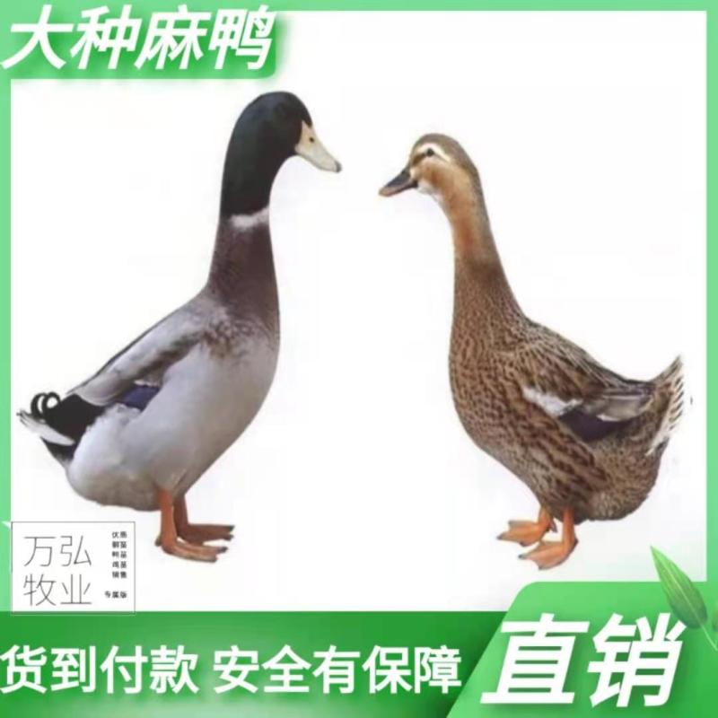 大种麻鸭苗鸭苗麻鸭苗郊区鸭苗企业店铺认证放心苗