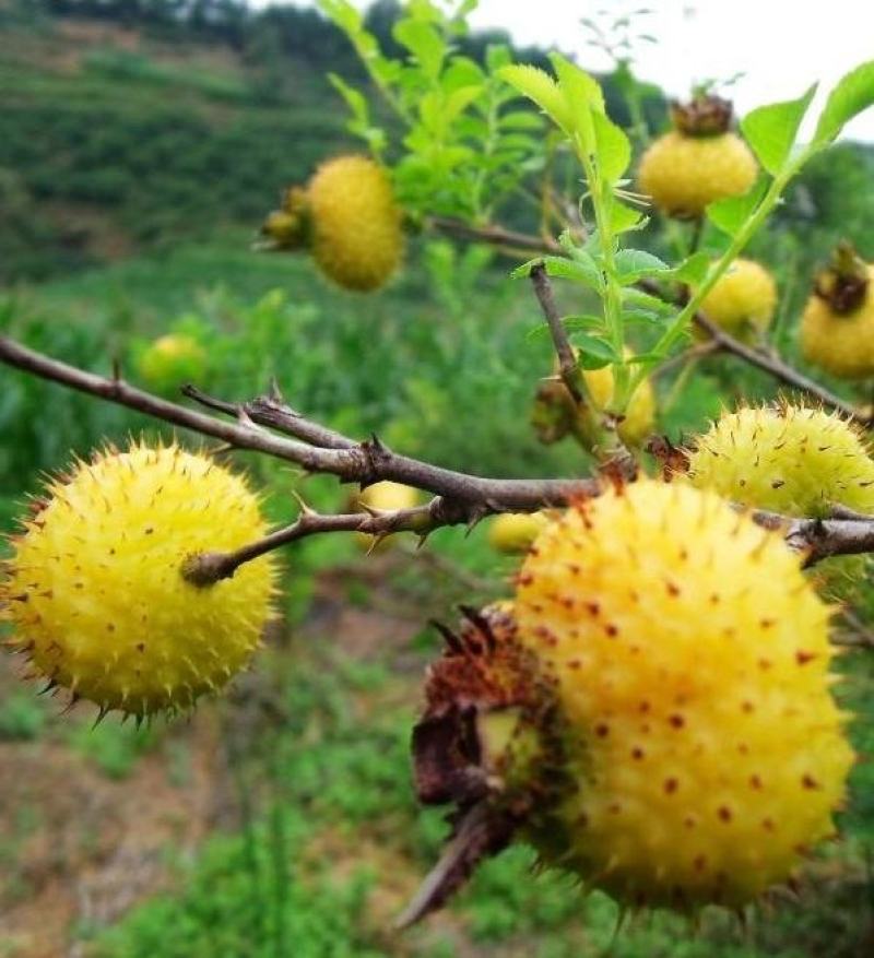 野生新鲜刺梨果