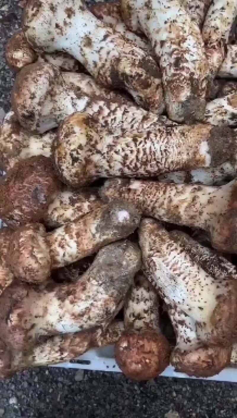 松茸